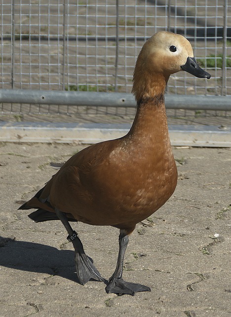 新夺回了榜